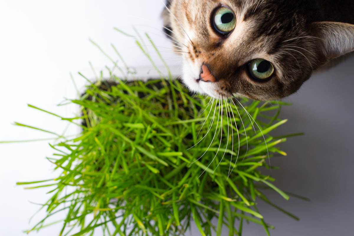 Uwaga na rośliny które pies lub kot ma w swoim zasięgu